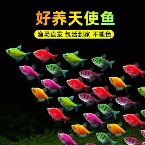 好看又好養的魚|新手养什么鱼比较合适？这六种淡水鱼非常好养